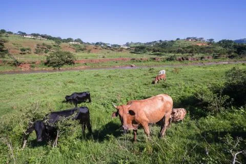 Cows Animals Valley Stock Photos