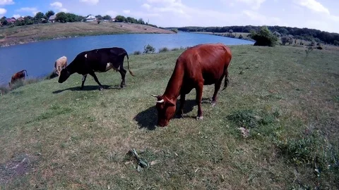 Cows in the apiary Stock Footage 90904001