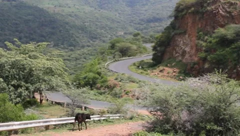 Cows Approaching Mountain Road in Kenya  (HD) Stock Footage 7763954