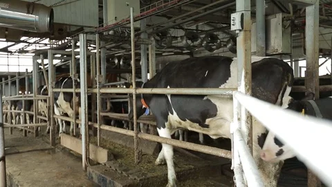 The cows are to be milked in the paddock Stock Footage 73555968