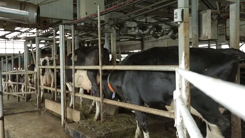 The cows are to be milked in the paddock Stock Footage 73555982