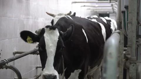 The cows are being prepared for milking. Technologically advanced modern farm Stock Footage 163333293