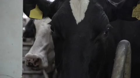 The cows are being prepared for milking. Technologically advanced modern farm Stock Footage 163333371