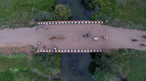 Cows are on the bridge 库存影片 66813868