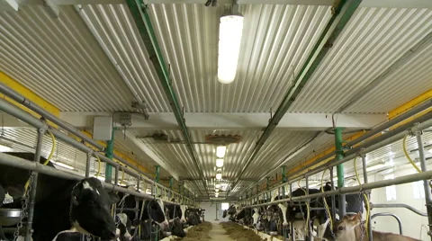 Cows are chained in dairy farm Видео 68420136