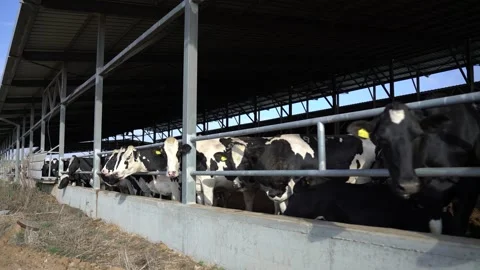 Cows are chewing hay in the barn Stock Footage 245918632