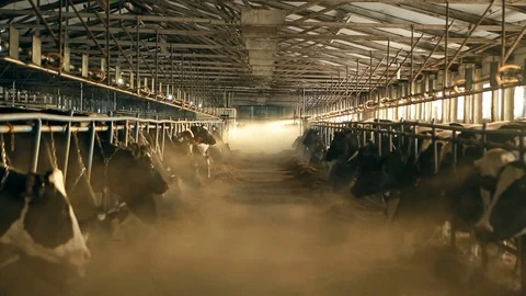 Cows are chewing hay Stock Footage 72382786