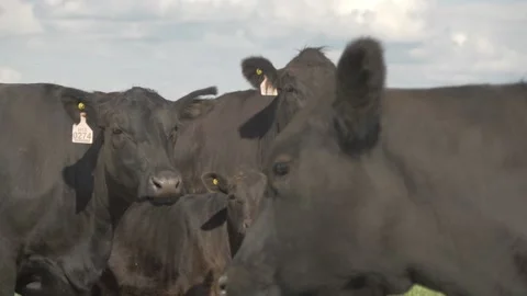 Cows are close in the field in slow motion Stock Footage 142031789