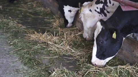 Cows are eating fodder in the barn Stock Footage 134374474