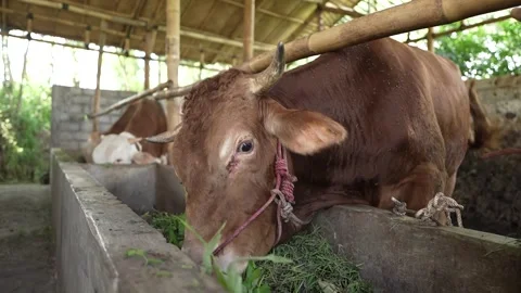 The cows are eating grass in the barn Stock Footage 258719315
