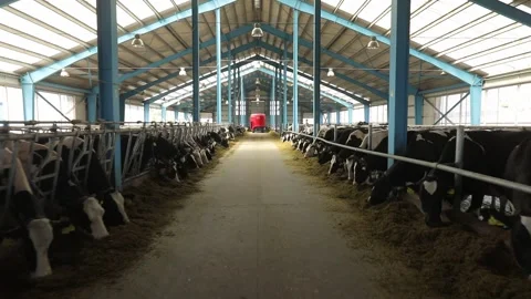 Cows are  eating grass on the farm 15 Video stock 314520146