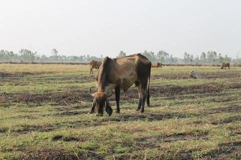 Cows are eating grass in the fields in Thailand during the dry season. Foto stock