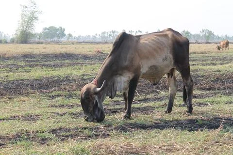 Cows are eating grass in the fields in Thailand during the dry season. Stock Photos