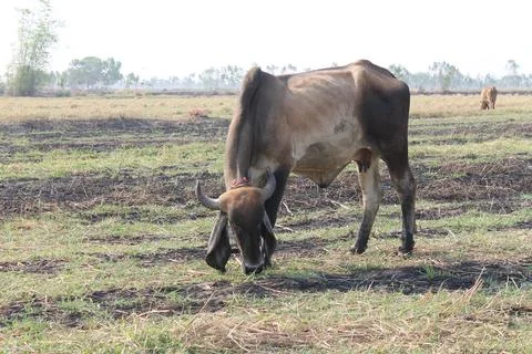 Cows are eating grass in the fields in Thailand during the dry season. Stock Photos