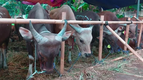 Cows are eating grass Stock Footage 244557430