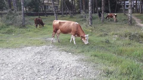The cows are eating the grass in the golden park. Stock Photos