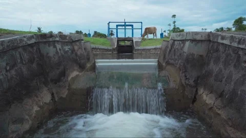 Cows are eating grass that grows around irrigation canals Stock Footage 266115199