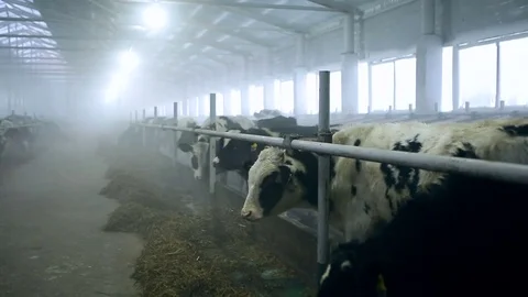 Cows are eating hay Stock Footage 72385585