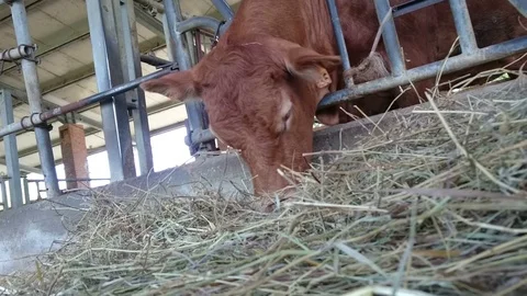 Cows are eating hay 库存影片 92593682