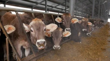 Cows are eating hay inside big barn slow motion. cold breath Stock Footage 86114298