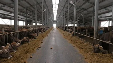 Cows are eating hay inside big barn. accelerated shooting. slide camera Stock Footage 86114359