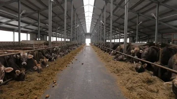 Cows are eating hay inside big barn. slow motion. slide camera 動画素材 86114484