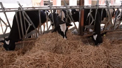 Cows are eating hay.mp4 Stock Footage 64704495