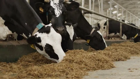 Cows are eating in the pen Stock Footage 71124138