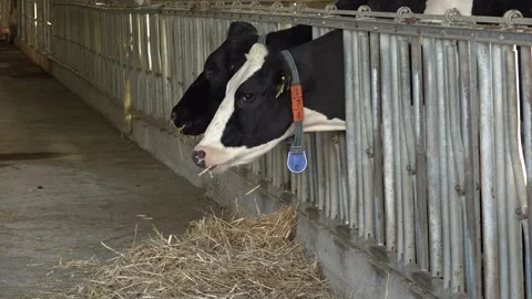 Cows are fed Stock Footage 178043842