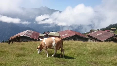 The cows are fed in the highland meadow. There are mountain valleys and highland Stock Footage 148879091