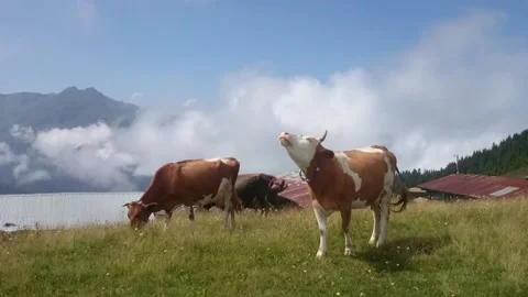 The cows are fed in the highland meadow. There are mountain valleys and highland Vídeos de archivo 148879141