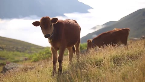 Cows are fed in highland meadows. There are mountain valleys and highland houses Stock Footage 148881713