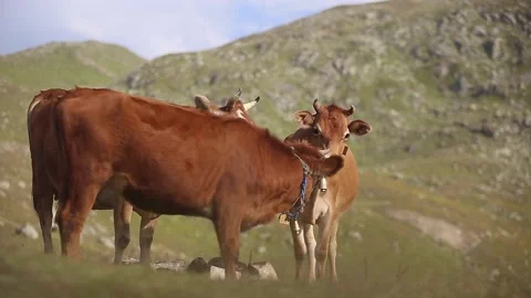 Cows are fed in highland meadows. There are mountain valleys and highland houses Stock Footage 148881758