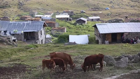 Cows are fed in highland meadows. There are mountain valleys and highland houses Stock Footage 148881760