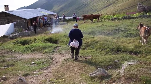 Cows are fed in highland meadows. There are mountain valleys and highland houses Stock Footage 148881982
