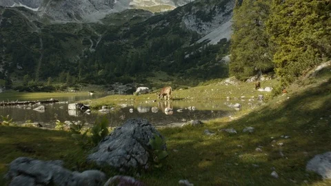 Cows are feeding on a mountainside in Tyrol Stock Footage 101901863