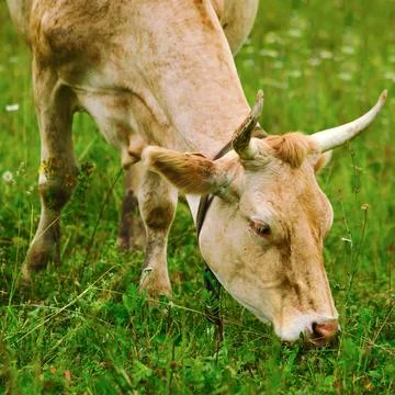 The cows are given access to fresh grass, which is essential for their heal.. Stock Photos