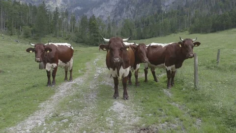 Cows are going back from gazing to the farm house Stock Footage 83525282