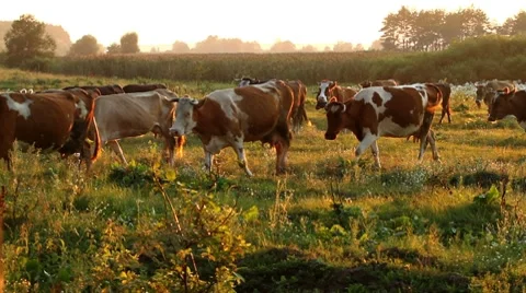 Cows are going for the evening milking. Stock Footage