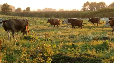 Cows are going for the evening milking. Stock Footage 8648369