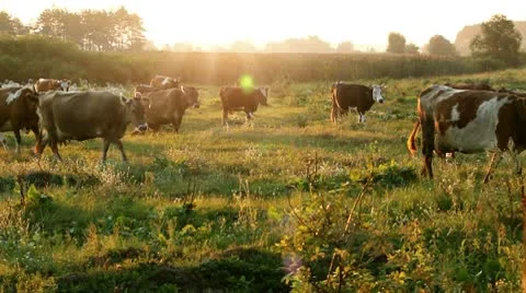 Cows are going for the evening milking. Stock Footage 10328074