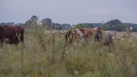 Cows are going for the evening milking. Stock Footage 51650913