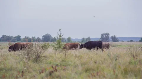 Cows are going for the evening milking. Stock Footage 51651071