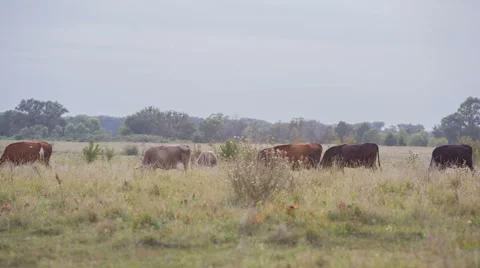 Cows are going for the evening milking. Stock Footage 51651547