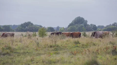 Cows are going for the evening milking. Stock Footage 51651866