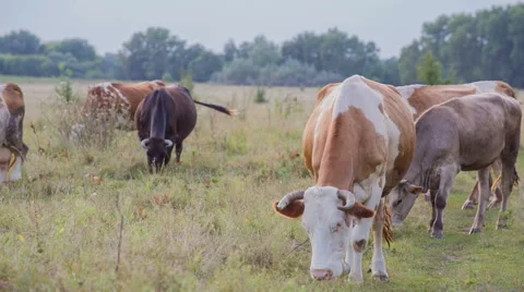 Cows are going for the evening milking. Stock Footage 51652109