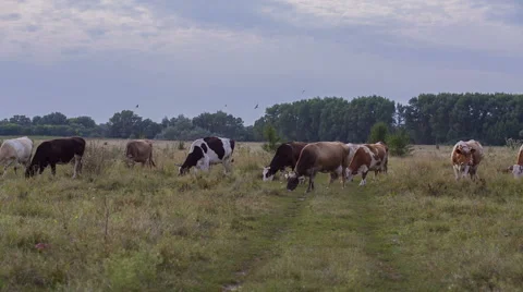 Cows are going for the evening milking. Stock Footage 51652283