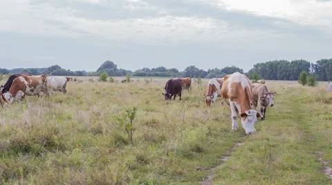 Cows are going for the evening milking. Stock Footage 51652616
