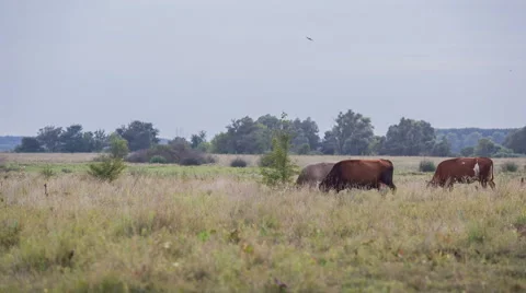 Cows are going for the evening milking. Stock Footage 51652831