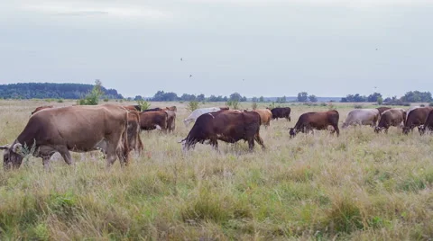 Cows are going for the evening milking. Stock Footage 51653086
